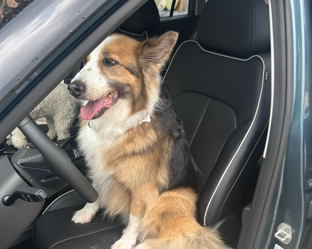 Jaecoo 5 Pet SUV con pasajero invitado